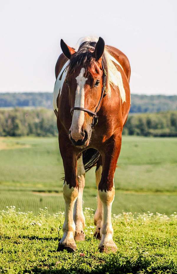 chestnut-tobiano-horse