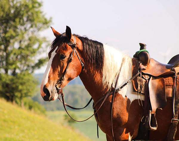 beginner-safe-quarter-horse