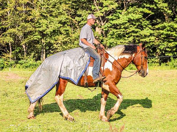 ranch-work-quarter-horse