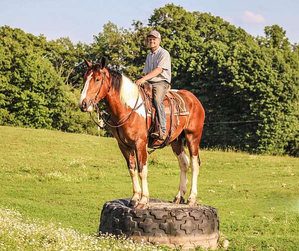 family-horse-quarter