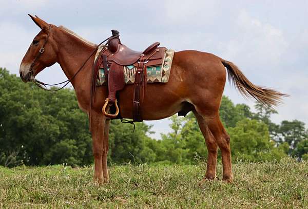 beginner-safe-quarter-horse