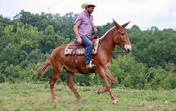 family-horse-quarter