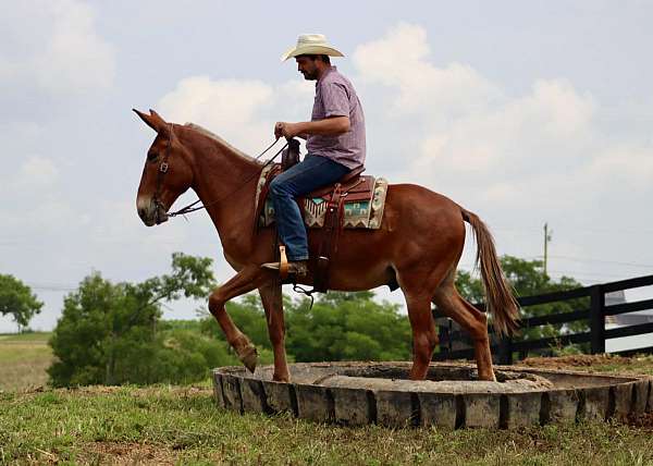 quarter-horse