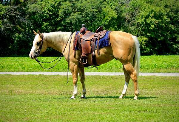 palomino-blaze-horse