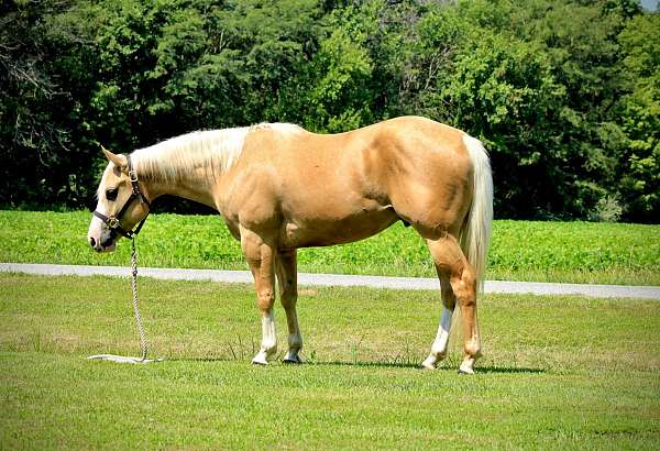 ranch-work-quarter-horse