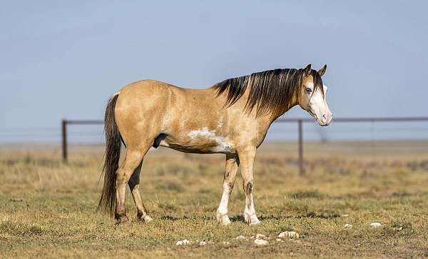 sabino-blaze-horse