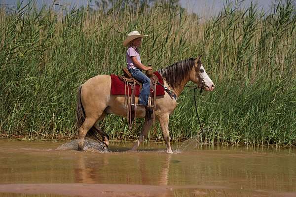 husband-safe-quarter-horse