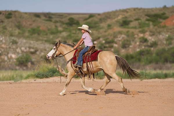 kid-safe-quarter-horse