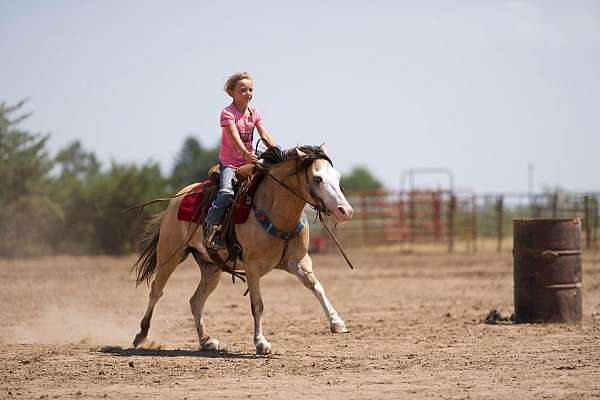 ranch-quarter-horse