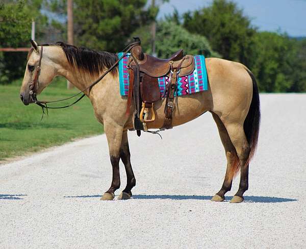 buckskin-none-horse