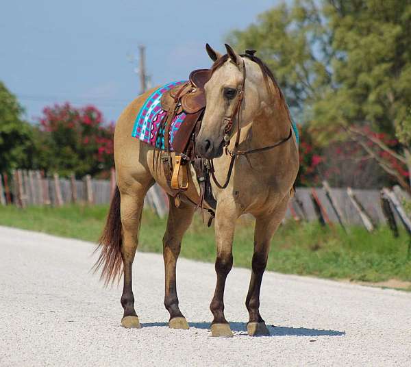 ranch-work-quarter-horse