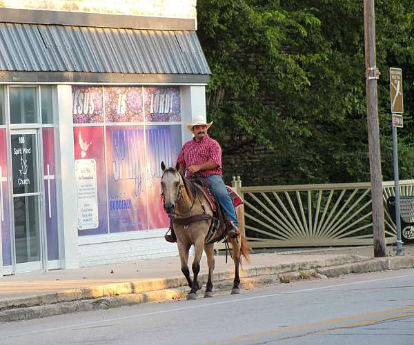 all-around-quarter-horse