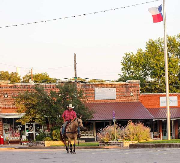 athletic-quarter-horse