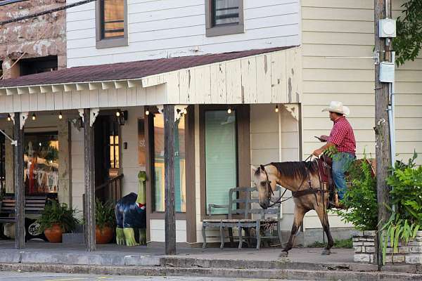 beginner-quarter-horse