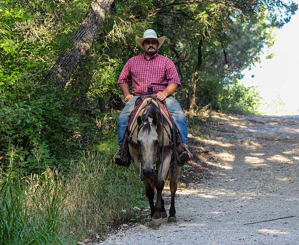 husband-safe-quarter-horse