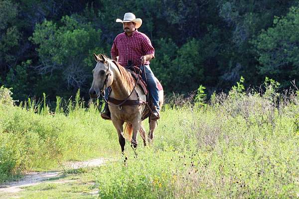 kid-safe-quarter-horse