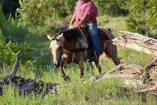 ranch-quarter-horse