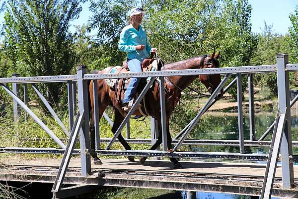 all-around-quarter-horse