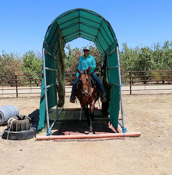 family-horse-quarter