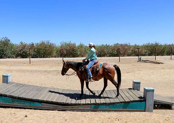 trail-quarter-horse