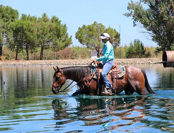 beginner-quarter-horse