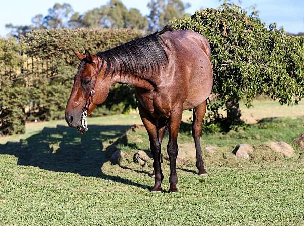 flashy-quarter-horse