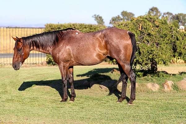 ranch-quarter-horse