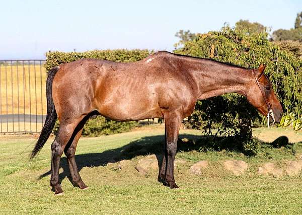 ranch-versatility-quarter-horse