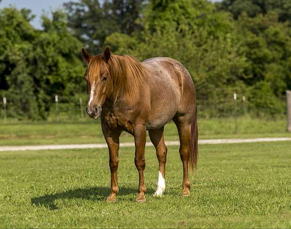 beginner-safe-quarter-horse