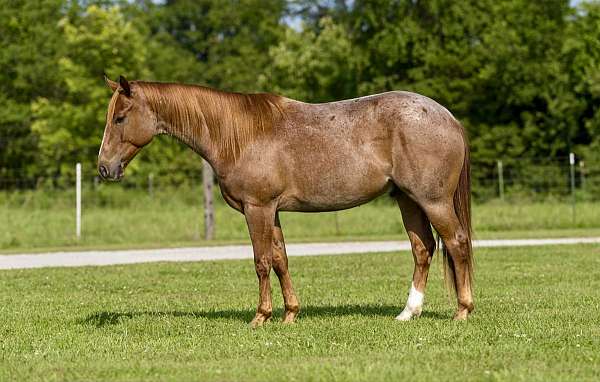 ranch-work-quarter-horse