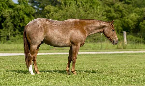 red-roan-blaze-horse