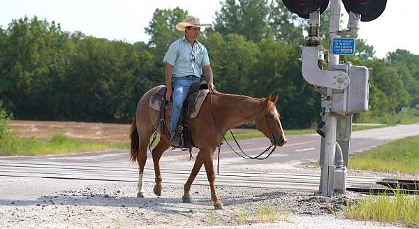 all-around-quarter-horse