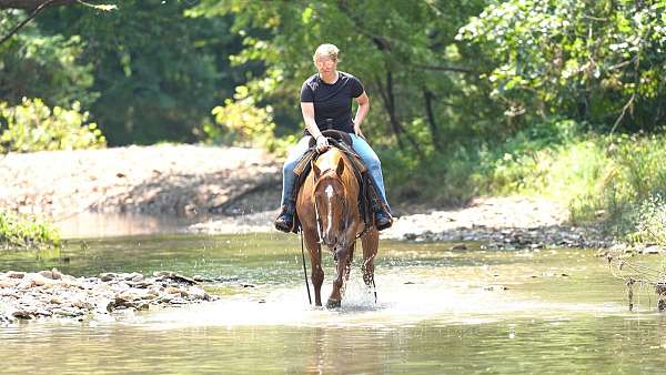 athletic-quarter-horse