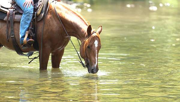 family-horse-quarter