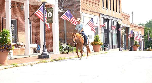 trail-quarter-horse