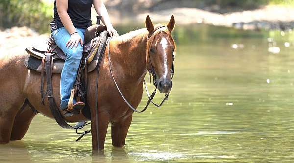 beginner-quarter-horse