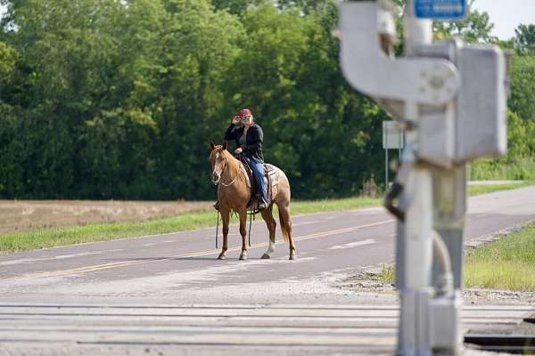 experienced-quarter-horse