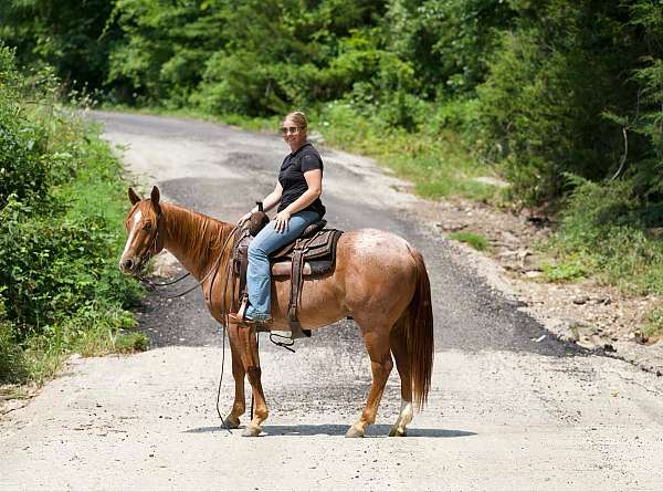 flashy-quarter-horse