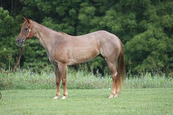 red-roan-dark-points-horse