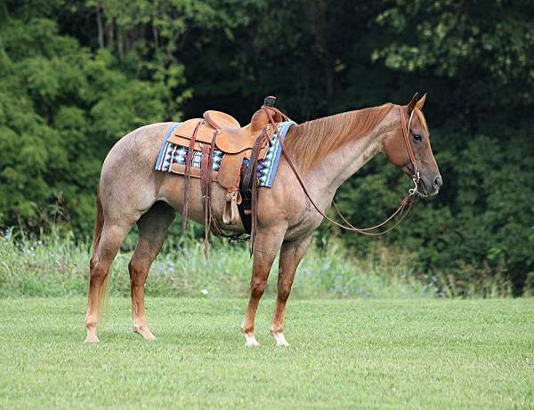 beginner-safe-quarter-horse