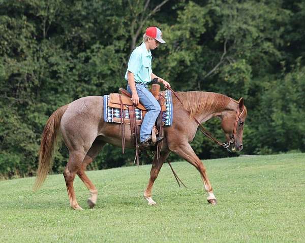 family-horse-quarter