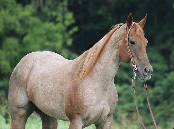 ranch-work-quarter-horse