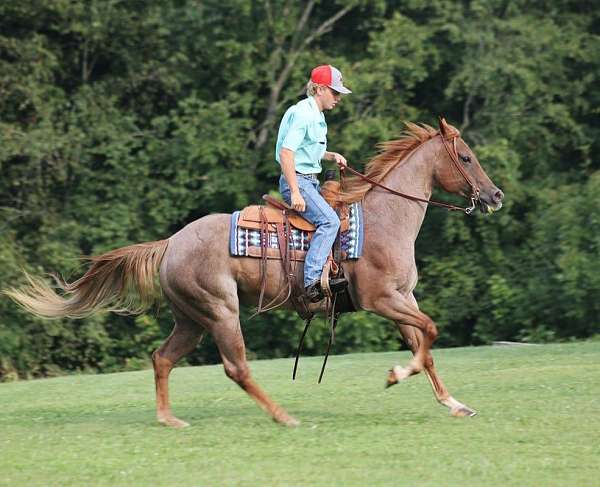 trail-quarter-horse