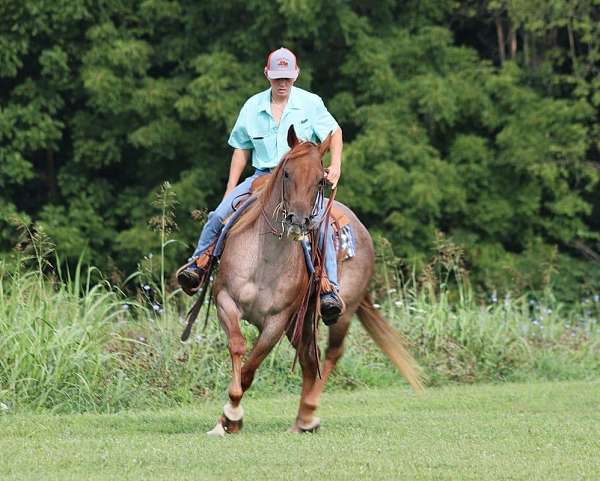 all-around-quarter-horse