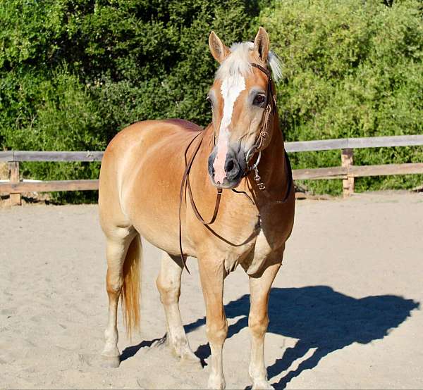 ranch-work-quarter-horse