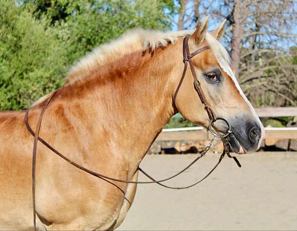 family-horse-quarter