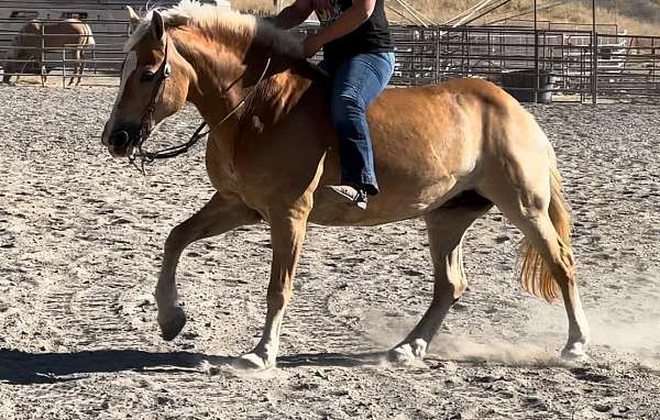 trail-quarter-horse