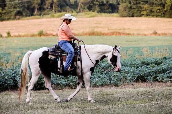 athletic-quarter-horse