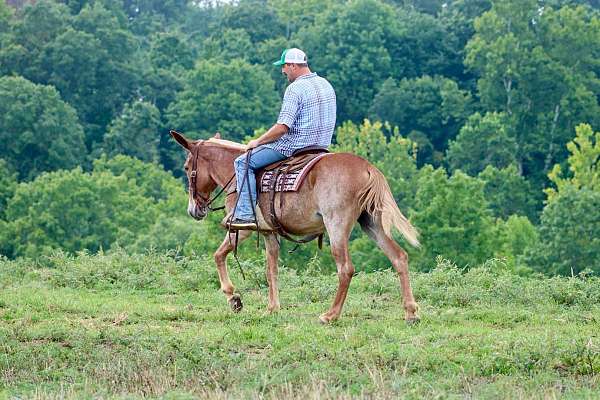 beginner-safe-quarter-horse