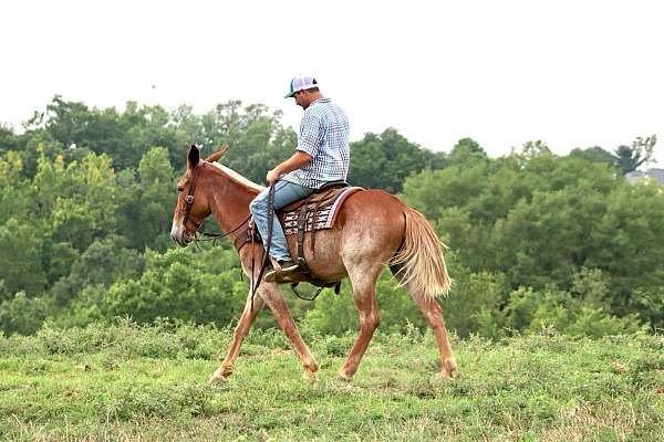 draft-quarter-horse